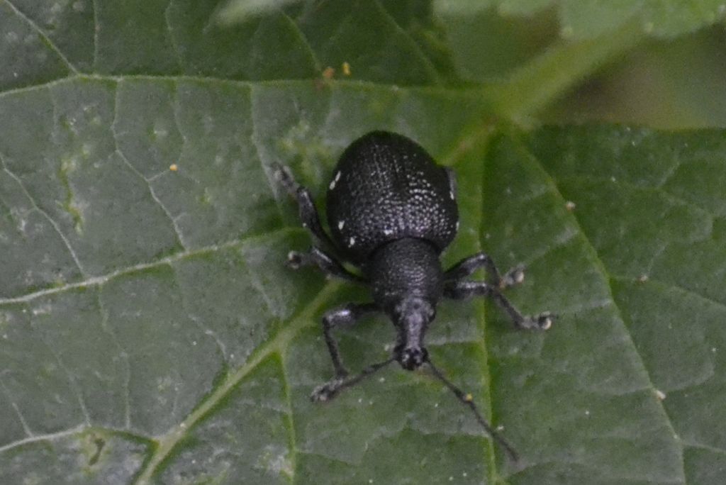 Othiorhynchus gemmatus